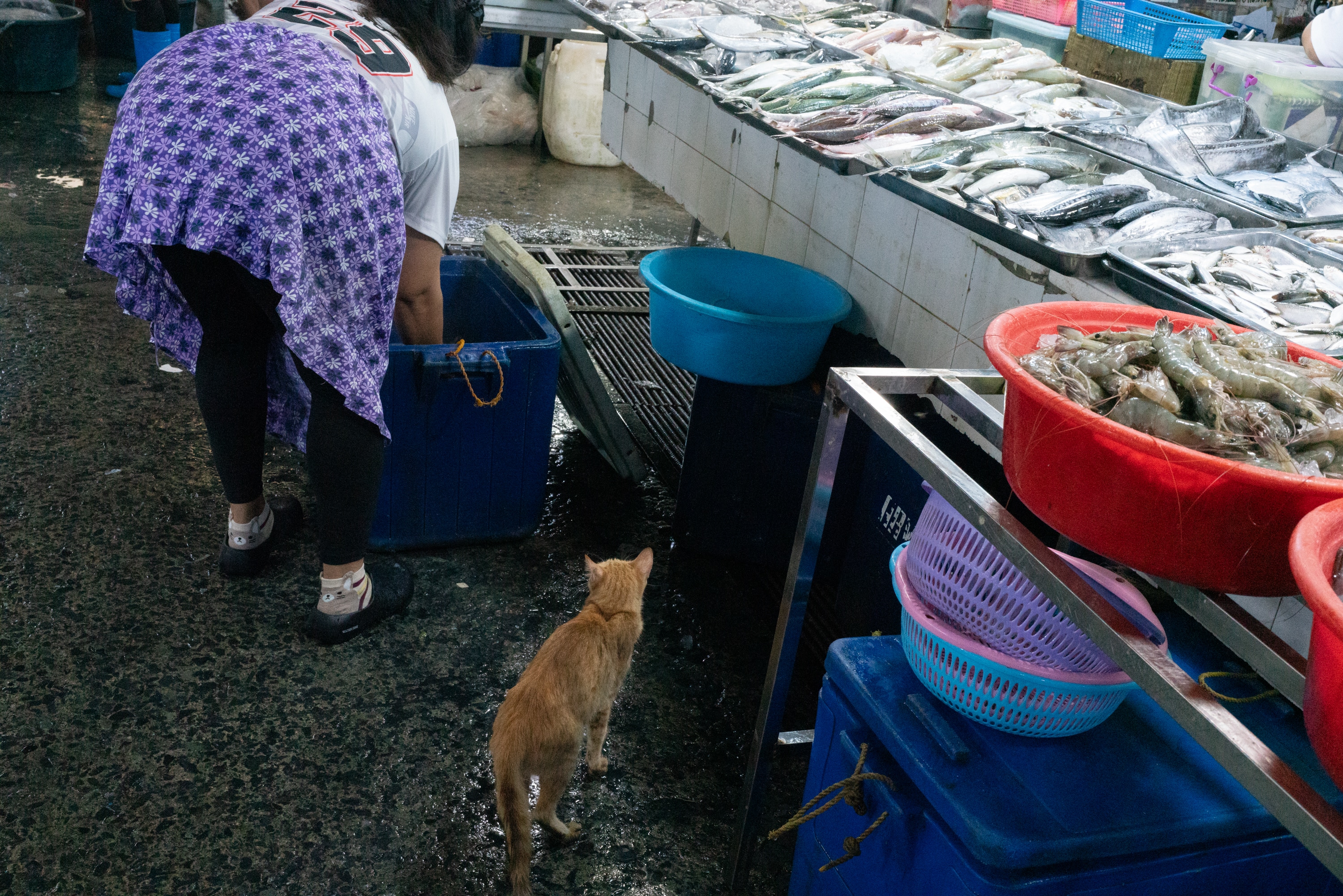 2023.08 - Farmers Market, Quezon City, Metro Manila, Philippines